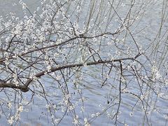 -桃花堤公园