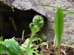 -苍山感通索道