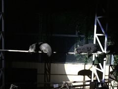 -清迈夜间动物园