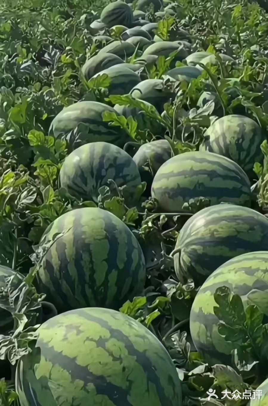 夏天是吃甜甜西瓜的季节