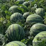 夏天是吃甜甜西瓜的季节