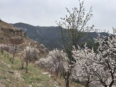 -芦芽山旅游度假区