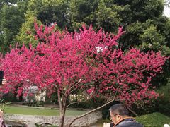 -成都市活水公园