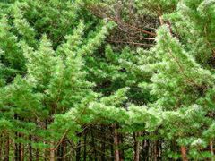 -黑龙江省森林植物园