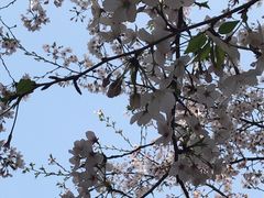 -高东镇樱花园