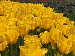 -大宁郁金香公园-停车场