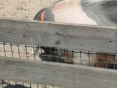 -前小桔亲子创意农场·草莓采摘·露营烧烤