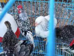 -美家乐农庄·露营·团建(大治路店)