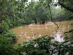 -广州长隆飞鸟乐园