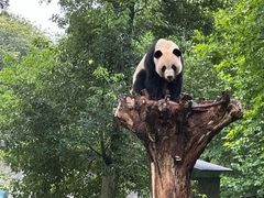 -都江堰中华大熊猫苑