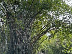 -晓港公园