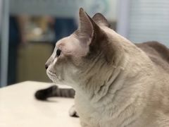 -瑞派·关忠动物医院·异宠专科·犬猫肿瘤·皮肤专科(望京店)