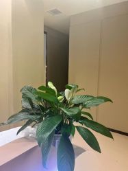 -婳香·女性英式芳疗SPA