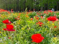 -上海共青森林公园