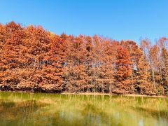 -上海海湾国家森林公园