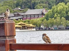 -西湖游船