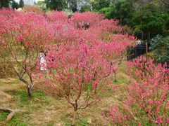 -桃花涧