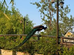 -J Create城市露营咖啡·简餐·宠物(上海动物园店)