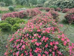 -都江堰玫瑰花溪谷