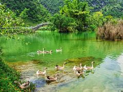 -靖西鹅泉风景区