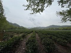 -中国茶叶博物馆(双峰馆区)