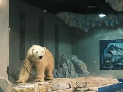 -大连圣亚海洋世界