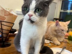 -猫小院猫主题餐厅(南锣旗舰店)