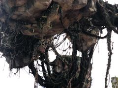 -奥兰多迪士尼动物王国乐园