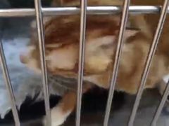 -御宝贝·A梦猫科宠物医院(国际猫友好医院)