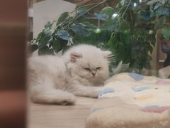 -屋虎猫馆(宝安大仟里店)
