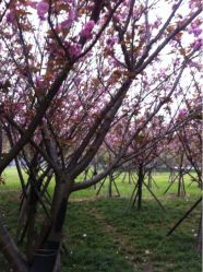 iphone_upload_pic-东山游乐园