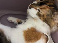 -嘉馨宠物医院·CT影像转诊·心脏科·犬猫全科诊疗中心(下沙大学城院区)