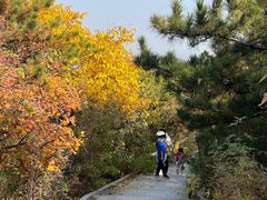 -北京西山国家森林公园