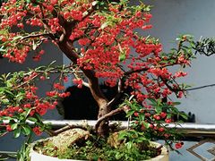 -青石桥花鸟鱼虫市场(叠翠城店)