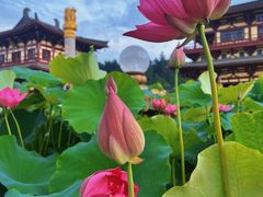 -庐山风景名胜区-东林大佛