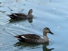 -西湖外事游船(花港观鱼码头)