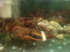 -蓝珊甄选海鲜自助·火锅大排档(近阿那亚店)