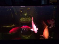 iphone_upload_pic-周忆刺青原创设计定制