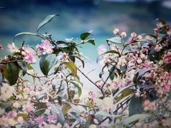 -会仙湿地
