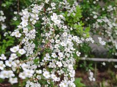 -郑州中国绿化博览园