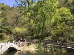 -王顺山国家森林公园
