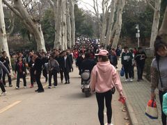 -武汉大学-樱园