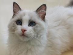 -momokira米努特·德文卷毛猫·棉花面纱犬
