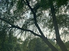 -洋湖国家湿地公园
