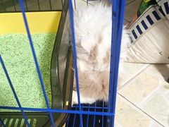 -瑞派伍一宠物医院·眼科·骨科·猫科转诊中心(马王堆院)