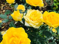 -人民公园(罗湖区)