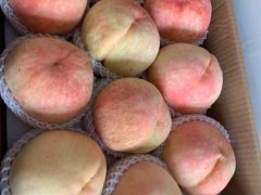 -南汇新场正宗水蜜桃采摘