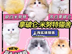 -麒麟缅因猫舍·十五年缅因猫选购中心