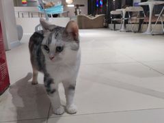 -怪兽屋·羊驼·猫咖·狗咖(俊华广场店)