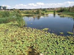 -五甲塘生态湿地公园